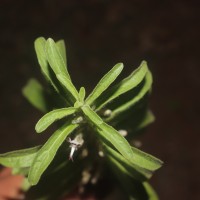 Andrographis echioides (L.) Nees